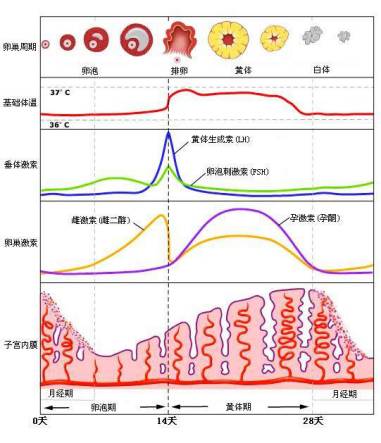 图中黄线代表雌激素,紫线代表孕激素